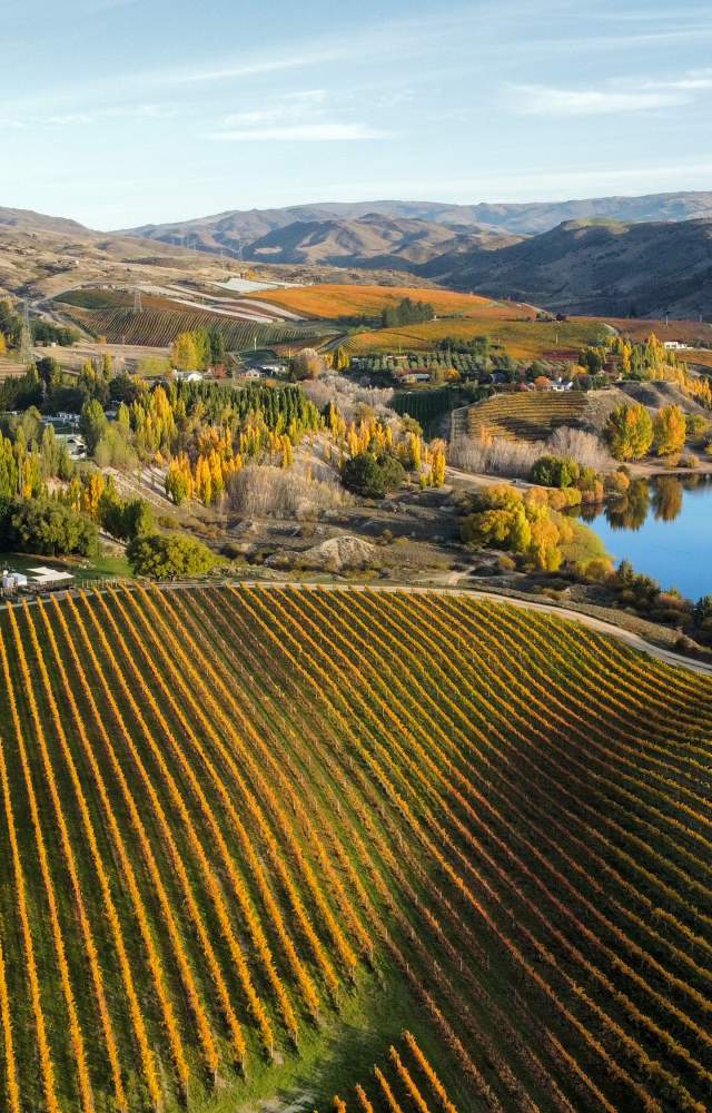 Carrick vineyard and Bannockburn Inlet