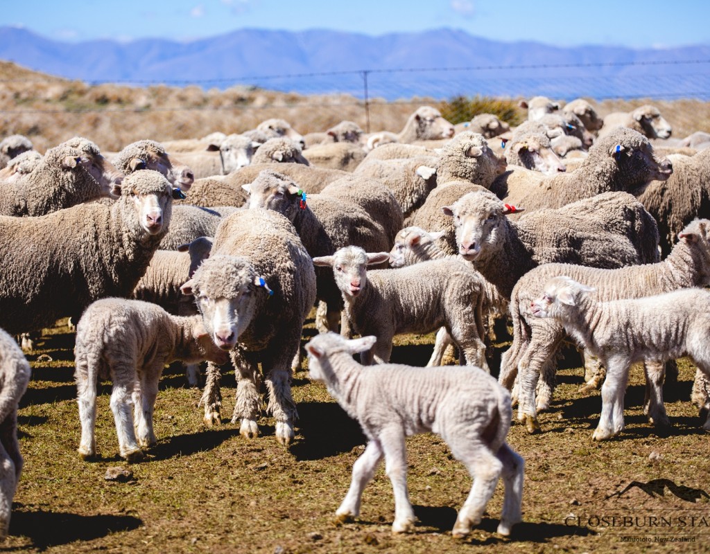 Closeburn Station Maniototo NZ Fine Wool Merino sheep and lambs