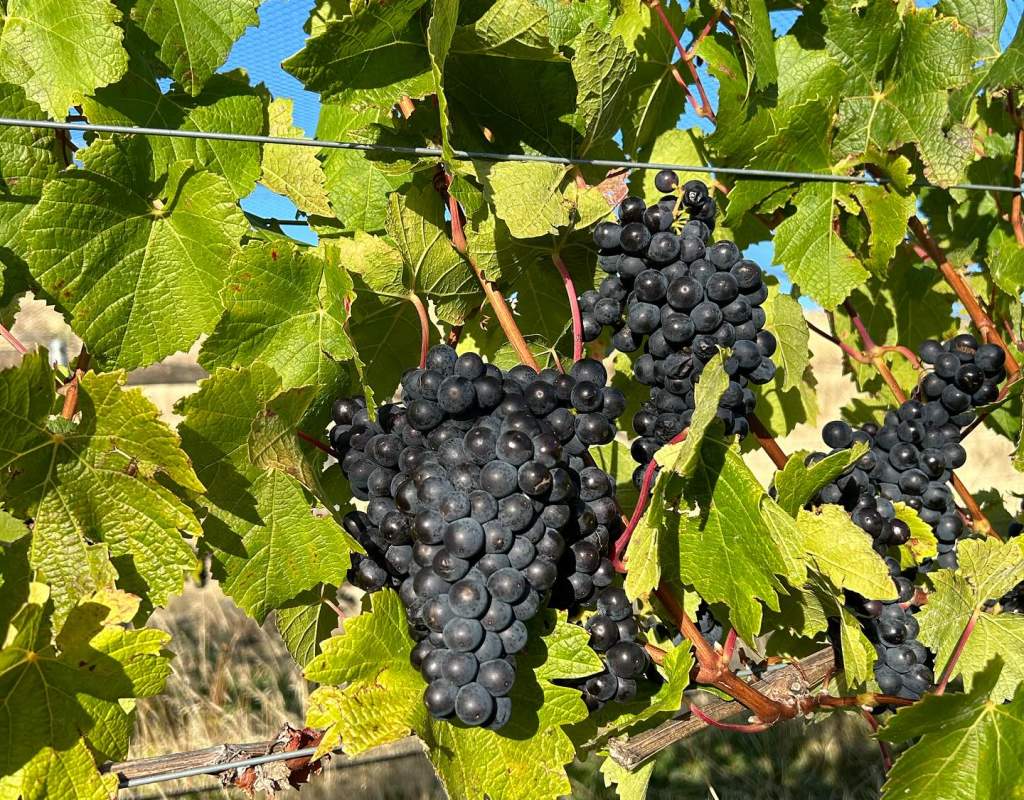 Grapes