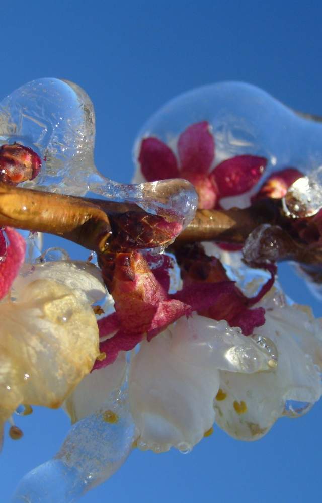 Spring Frost Fighting blossom protection