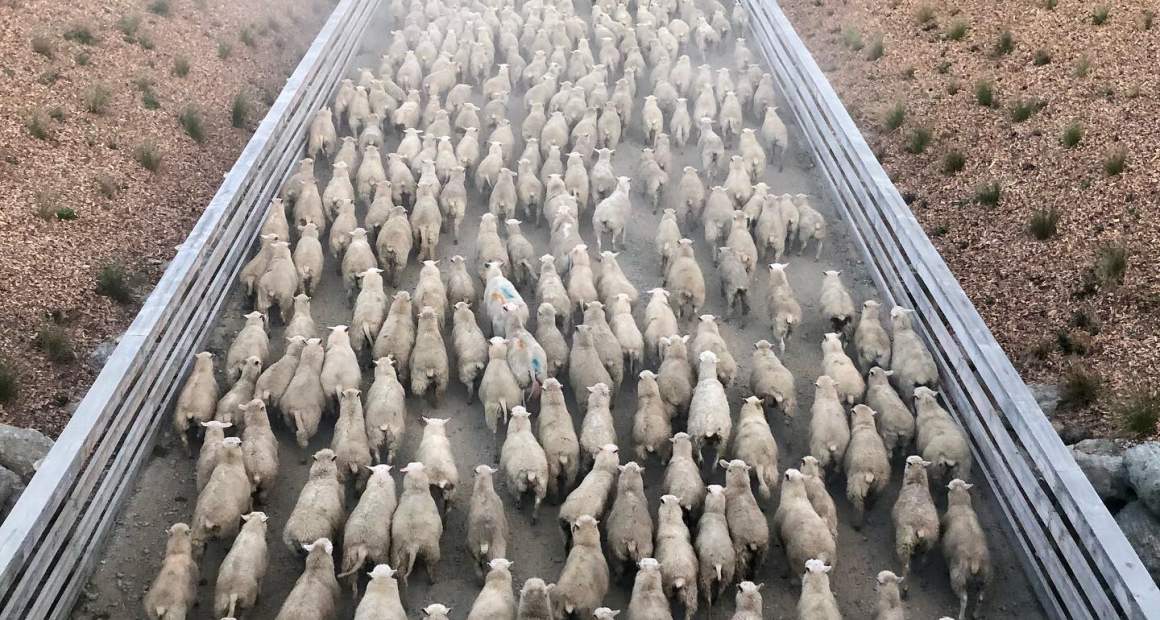 sheep