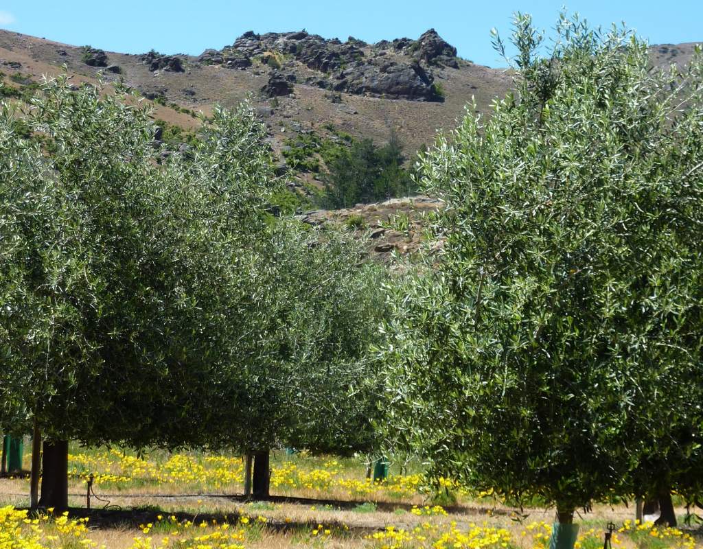 Cairmuir Olive Trees