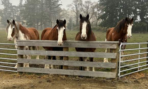 Clydesdales paddock