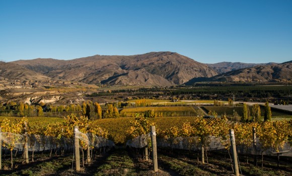 suellen boag bannockburn vineyard 1