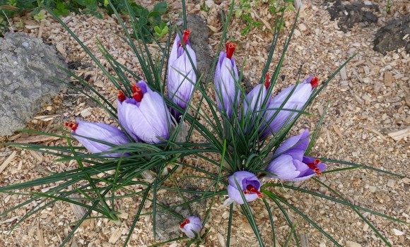wynyard estate saffron